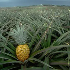 Ananas 2